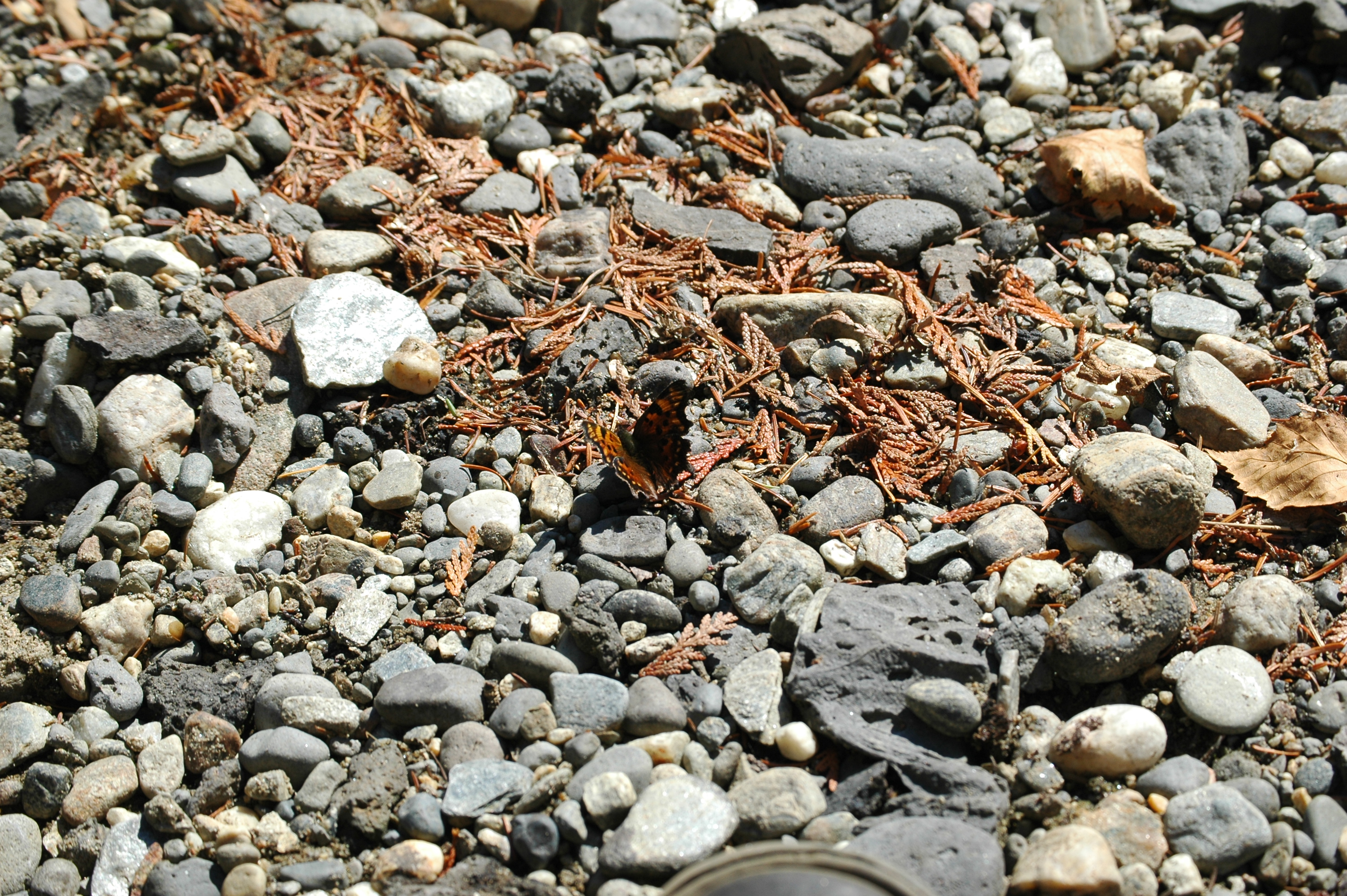 photos/wildlife/Invertebrate_Species/Canada/Canada 2007 406.jpg